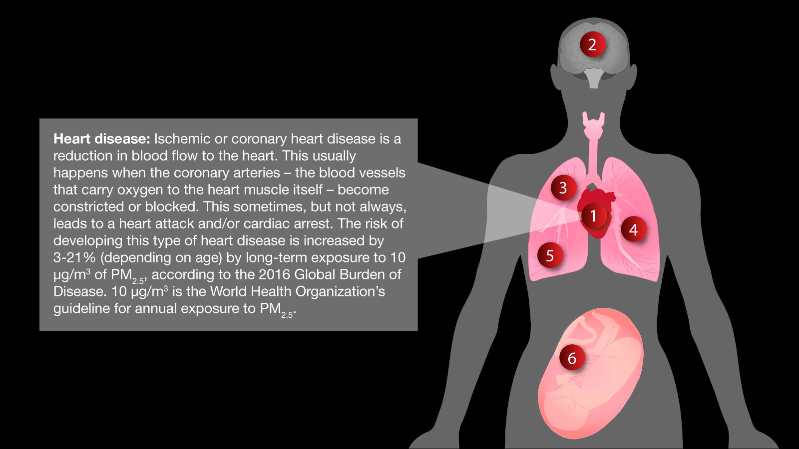 Diagram of Human Body